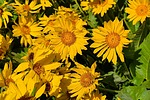 photo thumbnail #3