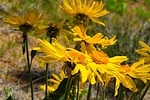 photo thumbnail #9