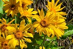photo thumbnail #7