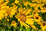 photo thumbnail #14