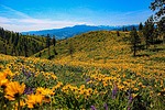 photo thumbnail #7