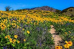 photo thumbnail #8
