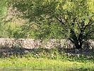 2025-04-28 :3: Lower Salt River - Blue Point to PhonD :: DesertNymph