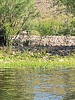 2025-04-28 :3: Lower Salt River - Blue Point to PhonD :: DesertNymph