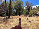 2025-04-29 :1: Maverick Hill :: kingsnake