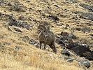 2025-05-05 :2: Earl Henderson Trail :: fricknaley