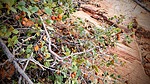 2024-12-08 :1: Beehive Trail :: tibber