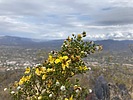 2025-05-09 :1: Black Mountain - Cave Creek :: kingsnake