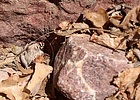 photo thumbnail #13