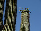photo thumbnail #4