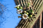 photo thumbnail #7