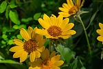 photo thumbnail #7