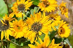 photo thumbnail #11
