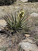 2025-05-19 :3: Tis Elementary :: DesertNymph