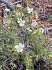 2025-06-03 :3: Loop via Highline - Drew - GC - See :: DesertNymph
