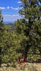 2025-06-08 :3: Smith Ravine Loop :: mikemcg