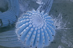 photo thumbnail #10