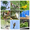 2025-05-15 :3: Big Island Walks and Hikes :: tibber