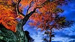 photo of comment