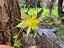 2025-06-18 :1: Porcupine Ridge Canyon :: kingsnake