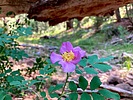 2025-06-18 :1: Porcupine Ridge Canyon :: kingsnake