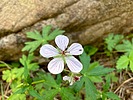 2025-06-18 :1: Porcupine Ridge Canyon :: kingsnake