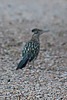 2025-06-23 :2: Geronimo Trail - South Mountain :: gummo
