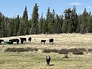 photo thumbnail #15