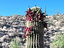 photo thumbnail #9