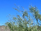 photo thumbnail #13