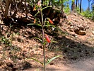 2025-06-25 :1: Wolverton Mountain Trail #9415 :: kingsnake