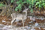 photo thumbnail #7