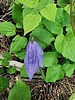 Featured Detail Photo