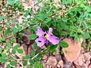 2025-07-02 :1: Sandstone Canyon :: kingsnake