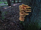 photo thumbnail #10