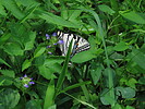 photo thumbnail #14