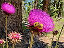 photo thumbnail #7