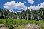 photo thumbnail #14