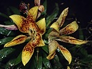 photo thumbnail #9