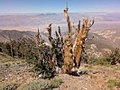 2025-07-09 :2: Telescope Peak Trail :: pseudalpine