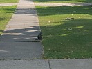 photo thumbnail #6