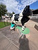 photo thumbnail #9