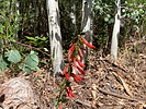 2025-07-15 :1: Sunset Trail #90 - Catalina :: kingsnake