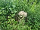 photo thumbnail #12