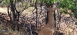 photo thumbnail #5