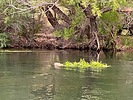 2025-07-21 :: Lower Salt River - Waterusers to PhonD :: DesertNymph
