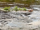 2025-07-21 :: Lower Salt River - Waterusers to PhonD :: DesertNymph