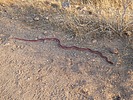 2025-07-13 :2: Prospectors Trail #57 - Superstition Mountains :: wallyfrack