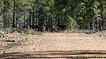 2025-07-25 :1: 235 Road Trail :: CannondaleKid