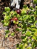photo of comment